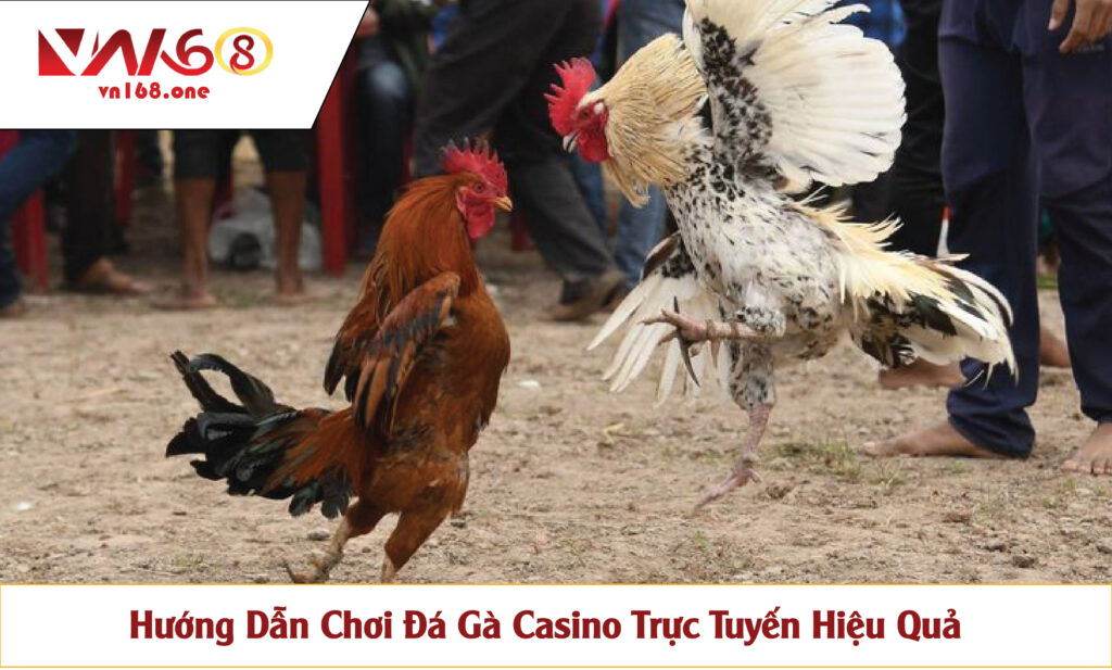 Hướng Dẫn Chơi Đá Gà Casino Trực Tuyến Hiệu Quả