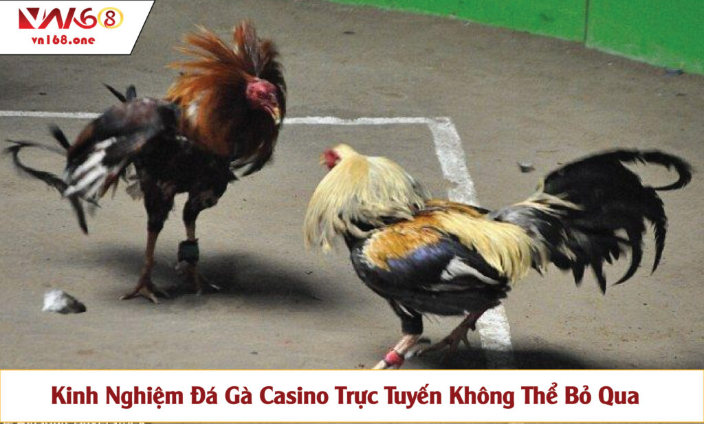 Kinh Nghiệm Đá Gà Casino Trực Tuyến Không Thể Bỏ Qua